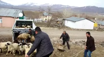 Varto'da Koyun Dağıtımı