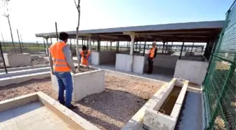 İzmir'de Barınak ve 4 Bin Kapasiteli Hayvan Mezarlığı Kurulacak