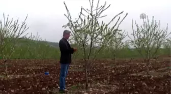 Sabaha Kadar Ateş Yakan Çiftçiler Donun Önüne Geçemedi