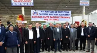 Denizli'de Üreticilere 250 Gebe Düve Dağıtıldı