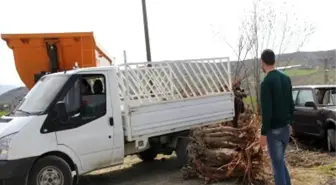 Üreticiye Dut Ağacı Dağıtıldı