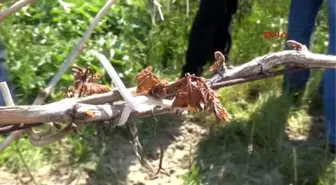 Manisa Sarıgöl ve Alaşehir'deki Bağlarda Don Zararı