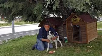 Odunpazarı'ndan Hayvanlara Aşı Uygulaması Devam Ediyor