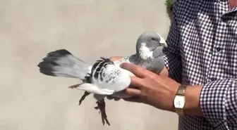 Kahramanmaraşlı İş Adamı Fabrikasının Çatısında Güvercin Besliyor