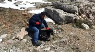 Konyaaltı Belediyesi'nden Ölmek Üzere Olan Köpeklere Yardım Eli