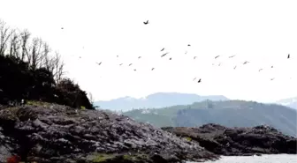 Binlerce Kuş Giresun Adası'na Yuva Yaptı