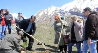 Hakkari'de Ak Partili Kadınlar Fidan Dikti