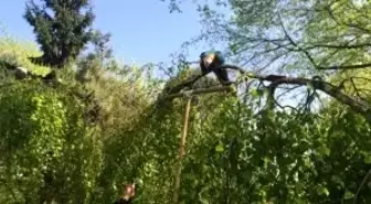 Parklar Lalelendi Vatandaşlar Şenlendi