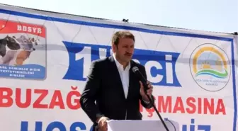 Bingöl'de Buzağı Yarışması Yapıldı