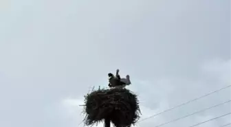 Kars'a Leylekler Gelmeye Başladı