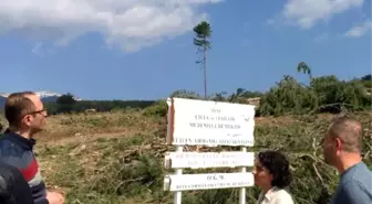 Bursa'da Ağaç Katliamı! CHP'li Vekil Görüntüledi
