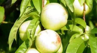 Bayramiçliler Nektarin İçin AB'ye Başvurdu