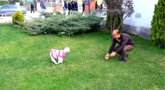 Kuzuya Evde Bebek Gibi Bakıyorlar