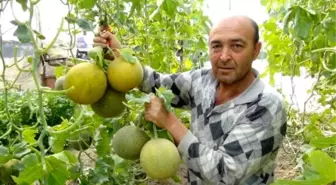 Mersin'de Kavun Hasadı Başladı