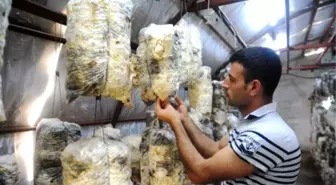 Pamuklara Sararak istiridye Yitiştirip Yılda Yüz Ton Ürün Alıyor