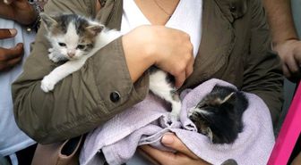 İtfaiyeden Sıradışı Kedi Kurtarma Operasyonu