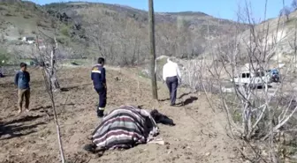 Tarlada Akıma Kapılan Öküz Telef Oldu