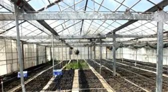 Van'da Soğuğa ve Dona Dayanıklı Ceviz Fidanı Üretimi