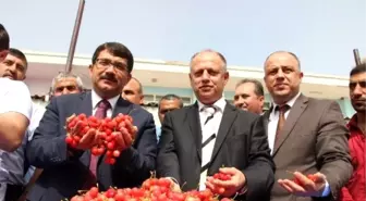 Kiraz Altını Solladı