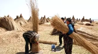 Eber Gölü'nde Kamış Hasadı Başladı