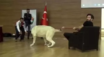 Şovmen Hayrettin'in, 'Aksaray Malaklısı' Köpeğiyle Sahnede Zor Sınavı