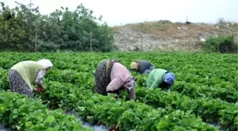 Eskiden Göç Veren Köyler Çilek Sayesinde Göç Alıyor