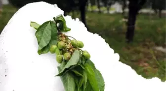 İhracatlık Erkenci Kirazı Dolu Afeti Vurdu