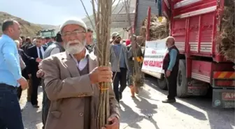 Kadın Çiftçilere 3 Bin 100 Adet Kiraz Fidanı Dağıtıldı