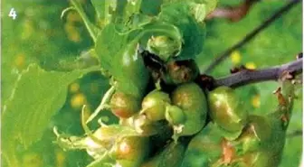 Kestane Düşmanı Gal Arısı ile Mücadelede İçin 'Gladyatör Böcek' Yetiştirildi