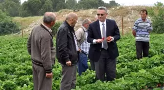 Manisa Tarımının Yükselen Yıldızı: Çilek