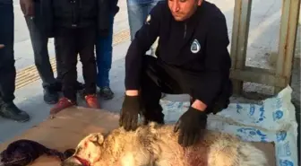 Minibüsün Çarptığı Köpek Tedavi Altına Alındı