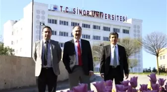 Sinop Üniversitesi'nde Lale Devri