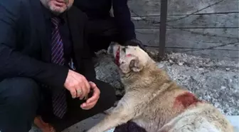 Van'da Yaralı Köpek İçin Seferberlik