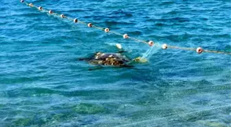 Ağa Takılan Deniz Kaplumbağası Kurtarıldı