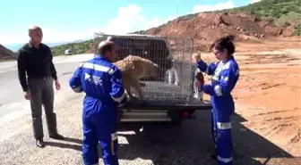 Tatvan'da Getirilen İki Köpeğin Tedavisine Başlandı