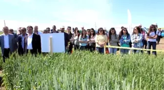 Tekirdağ'da Tarla Günleri