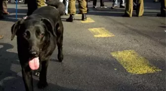 Fransa'da Köpekler Fişlenecek!