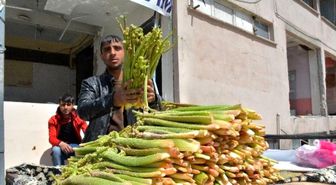 Yayla Muzu Tatvan'da Tezgahlardaki Yerini Aldı