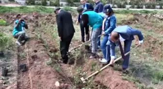 Burdur'da 'Şakayık Üretimi' Başlatıldı