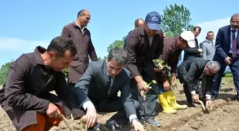 Bafra Açık Ceza ve İnfaz Kurumu Sebze Üretecek