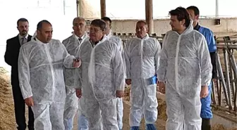 Gıda Tarım ve Hayvancılık İl Müdürü Arap, Süt Sığırcılığı İşletmesini İnceledi