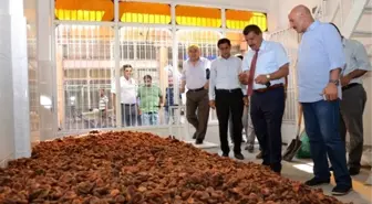Kayısı İhracatı Başladı, On Milyonlarca Dolar Bekleniyor