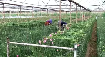 Kesme Çiçek Sektörüne Anneler Günü Dopingi