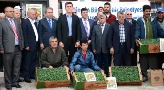 Büyükşehir Belediyesi Çiftçiye 150 Bin Domates Fidesi Dağıttı