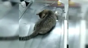 Yaralı Sokak Kedisi İçin Hayvan Ambulansı Çağrıldı