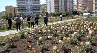 Bağlar'ın Gül Bahçesi Göz Kamaştırıyor