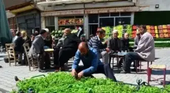 Adilcevaz'da Sebze Fidesi Satışları Başladı