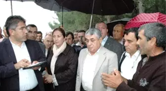 Muğla Belediyesi 4 Bin Ağaç Kesip Çöplük Yapacak