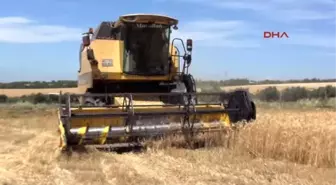 Osmaniye'de Buğday Hasadına Başlandı