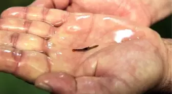 İlk Kez Yetiştiriliyor